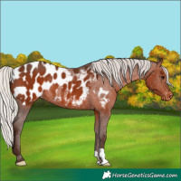 Horse Color:Silver Brown Appaloosa Rabicano