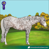 Horse Color:Silver Black Snowflake Varnish