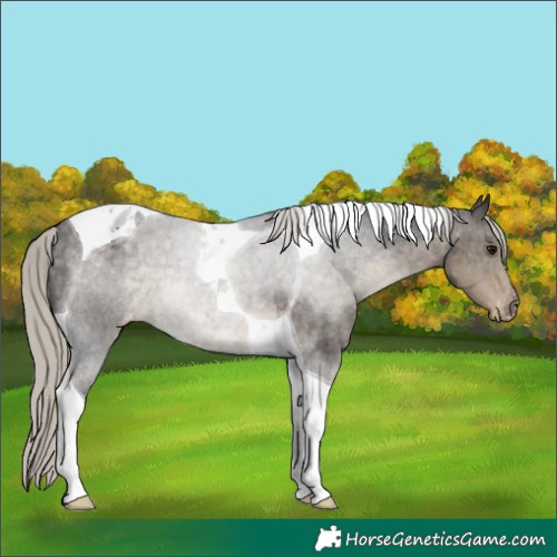 Horse Color:Silver Smoky Black Tobiano Blanket 