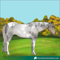 Horse Color:Silver Smoky Black Tobiano Appaloosa