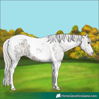 Horse Color:Silver Black Tobiano Appaloosa 