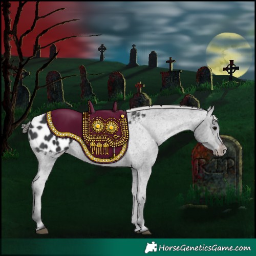 Horse Color:Black Appaloosa