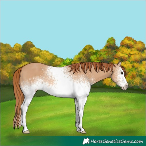 Horse Color:White Spotted Red Dun 