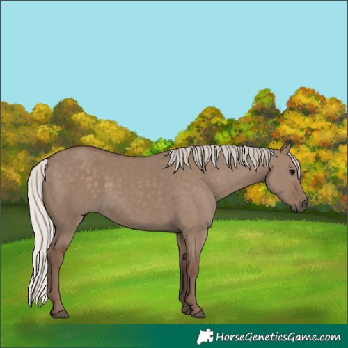 Horse Color:Silver Grullo