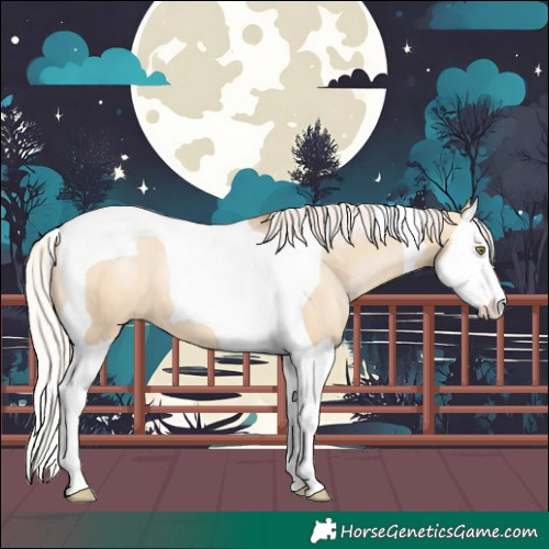 Horse Color:Silver Bay Pearl Dun Splash Tobiano 