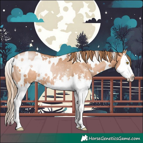 Horse Color:White Spotted Bay Pearl Sabino Splash Rabicano