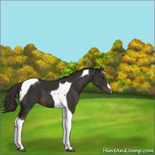 Horse Color:Liver Chestnut Tobiano
