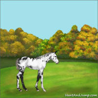 Horse Color:Gray Silver Brown Frame Near Leopard 