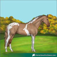 Horse Color:Red Dun Tobiano