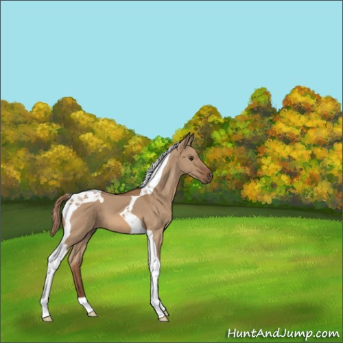 Horse Color:Red Dun Tobiano