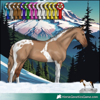 Horse Color:Red Dun Tobiano 