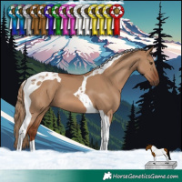 Horse Color:Red Dun Tobiano 