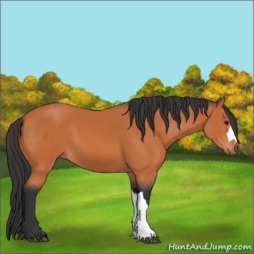 Horse Color:Bay 