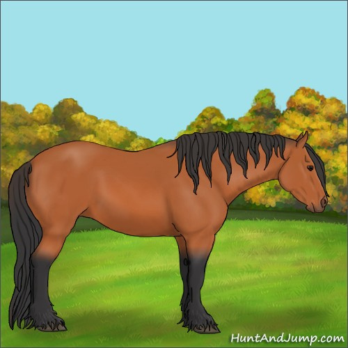 Horse Color:Bay 