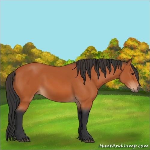 Horse Color:Bay 