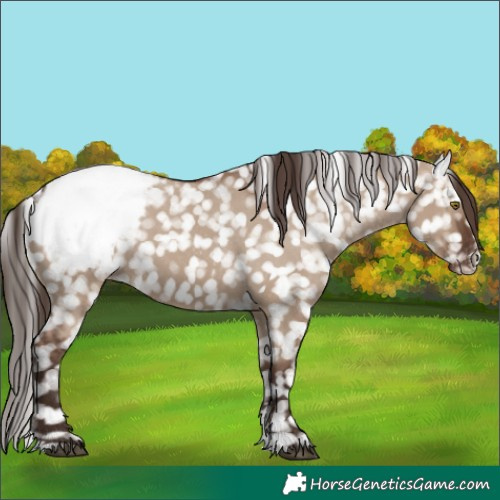 Horse Color:Liver Red Dun Sabino Snowcap Rabicano 