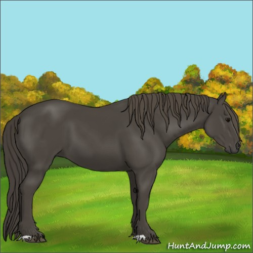 Horse Color:Smoky Black 