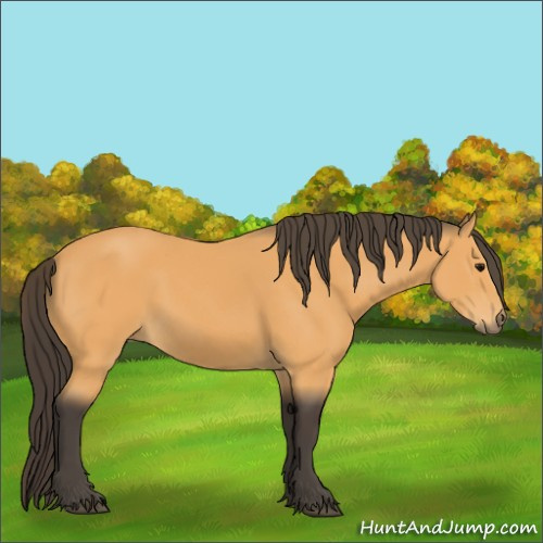 Horse Color:Buckskin 