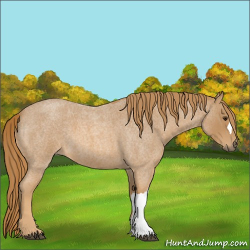 Horse Color:Red Roan 