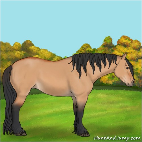 Horse Color:Bay Dun 