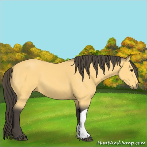Horse Color:Buckskin 
