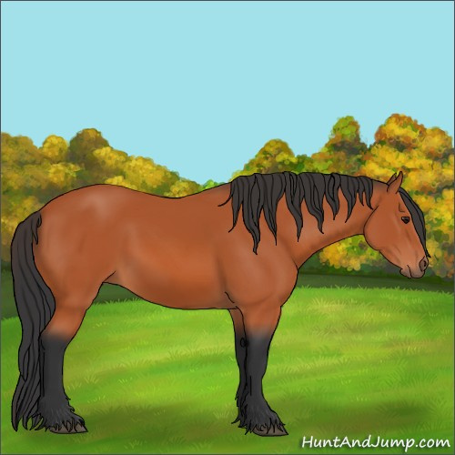 Horse Color:Bay 