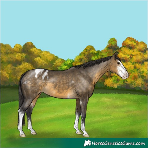 Horse Color:Buckskin Dun Sabino Blanket 