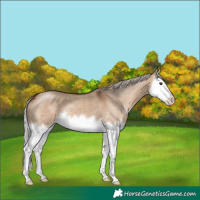 Horse Color:Silver Brown Dun Sabino Splash