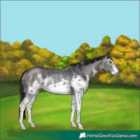 Horse Color:Gray Black Sabino Rabicano