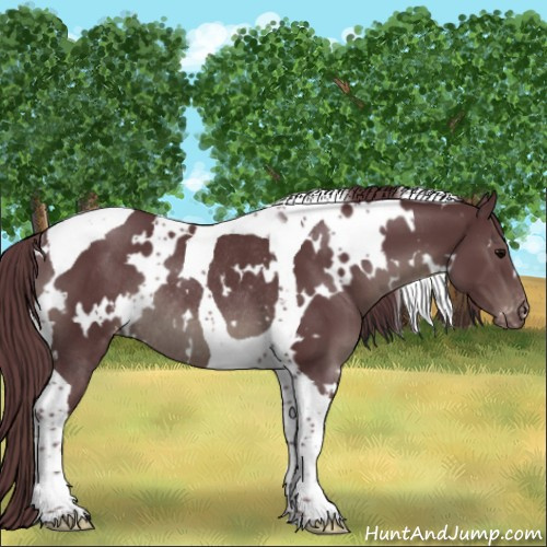 Horse Color:White Spotted Chocolate Black Tobiano Appaloosa Rabicano 