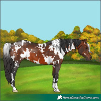 Horse Color:White Spotted Brown 