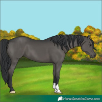 Horse Color:Black 