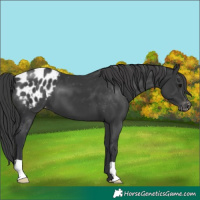 Horse Color:Black Appaloosa