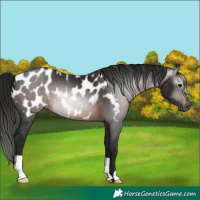 Horse Color:Gray Brown Near Leopard 