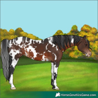 Horse Color:White Spotted Brown Blanket 