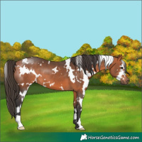 Horse Color:White Spotted Bay 