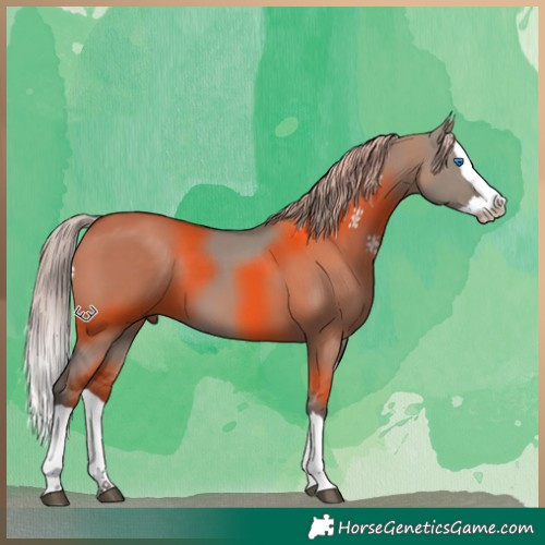 Horse Color:Silver Grullo Splash