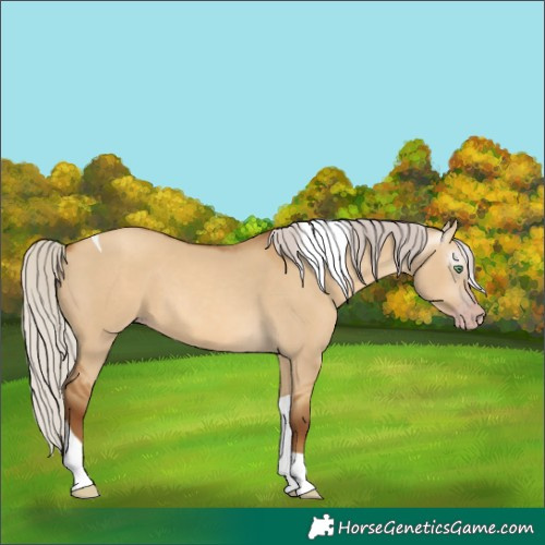 Horse Color:Gray Silver Amber Champagne Dun Tobiano