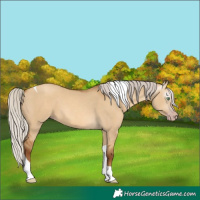 Horse Color:Gray Silver Amber Champagne Dun Tobiano 