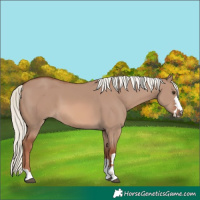 Horse Color:Red Dun Mushroom 