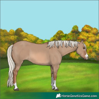 Horse Color:Red Dun Mushroom 