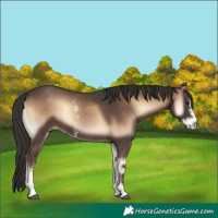 Horse Color:Liver Red Onyx Sabino 