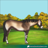 Horse Color:Liver Red Onyx 