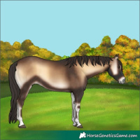 Horse Color:Liver Red Onyx Sabino 