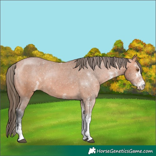 Horse Color:White Spotted Bay Varnish Rabicano 