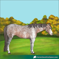 Horse Color:White Spotted Bay Ice Appaloosa 