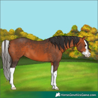 Horse Color:Bay Splash 