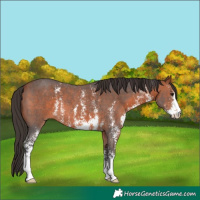 Horse Color:Bay Sabino 