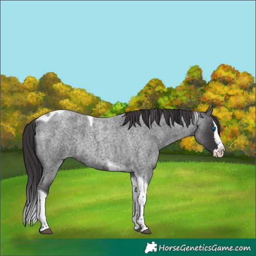Horse Color:Smoky Blue Roan Splash Tobiano 