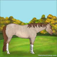 Horse Color:Red Dun Roan 